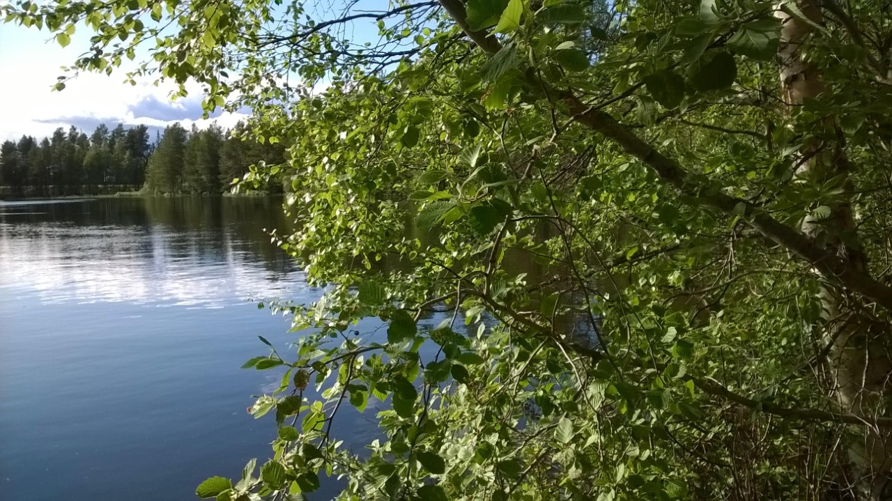 Koivikkoa ja järvimaisema, kimmeltävä järvenselkä.
