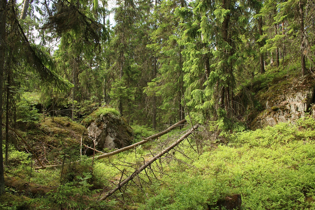 Metsää, jossa pari kaatunutta puuta sammalmättäällä.