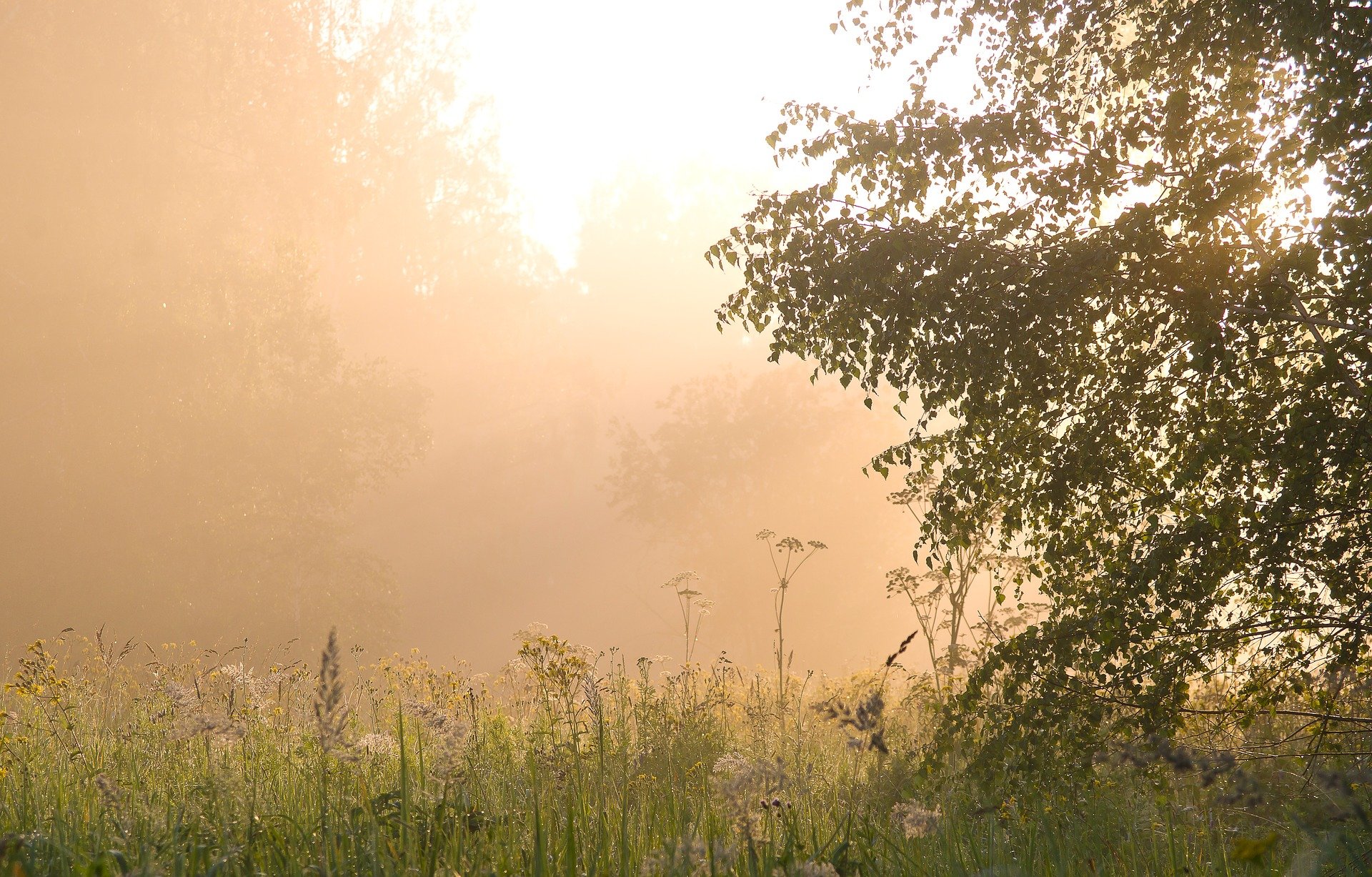 Aurinko siivilöityy puiden oksien ja aamu-usvan läpi niitylle.