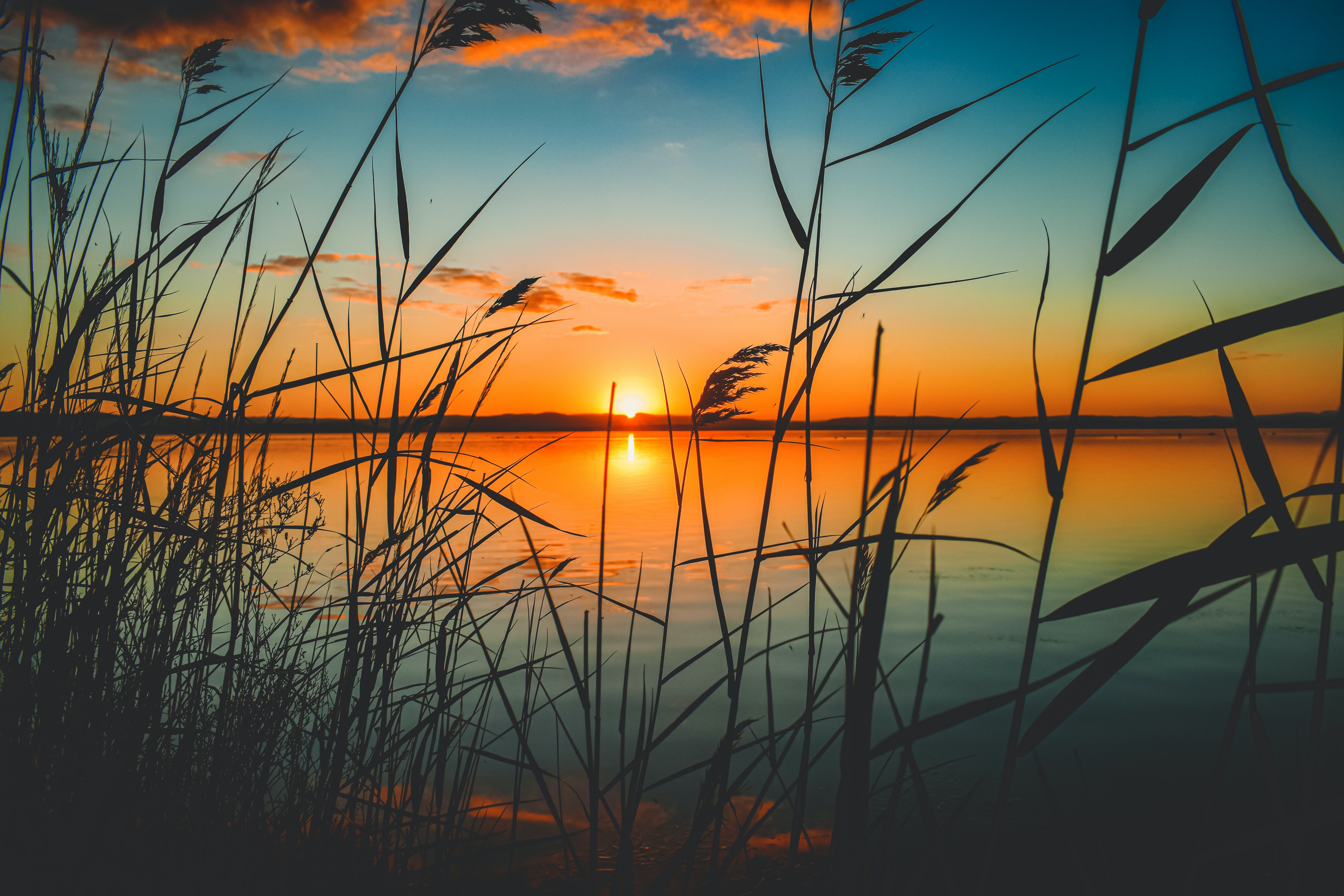 Aurinko laskee järven taakse, etualalla rannassa kasvavaa kortetta.